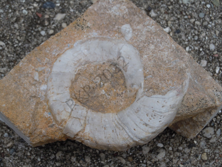 Gastropod