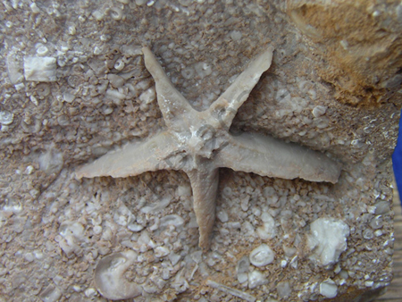 Bryozoan