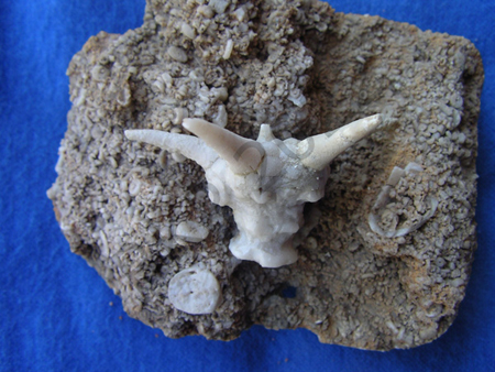 Crinoid