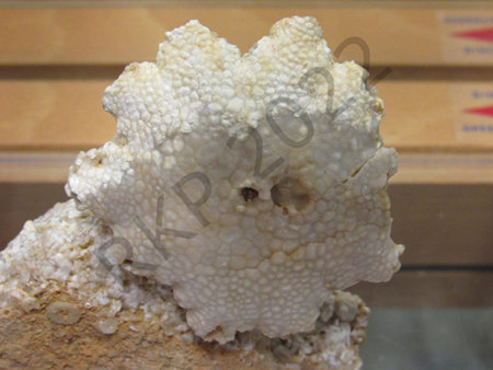 Crinoid