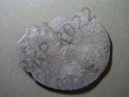 07Ammonite