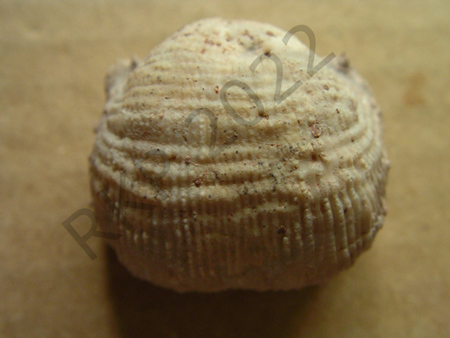 09Brachiopod