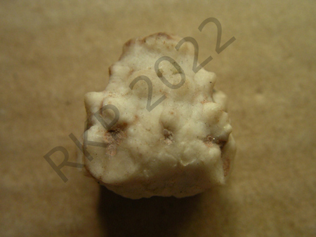 10Crinoid