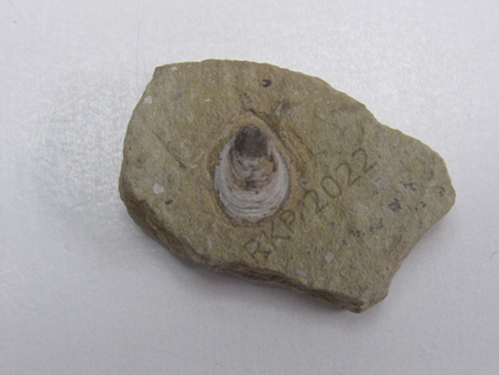 09Brachiopod