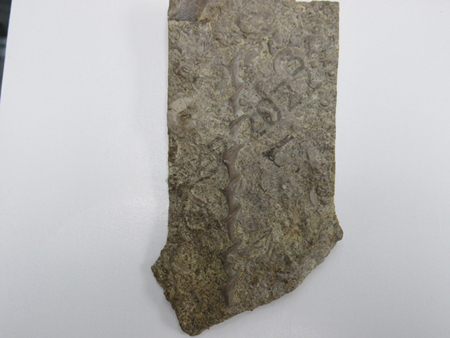 Bryozoan