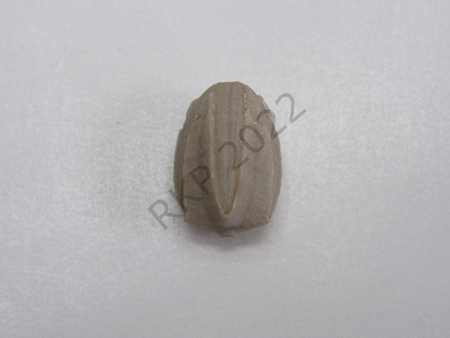 29Blastoid
