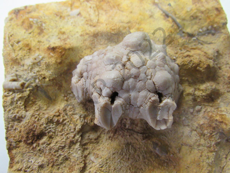 Crinoid