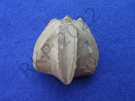 Blastoid