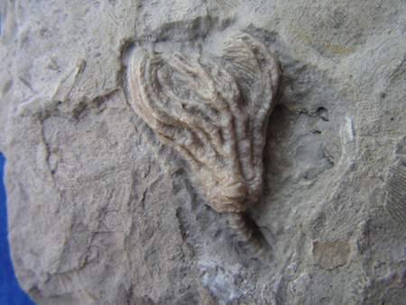 53Crinoid
