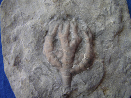 Crinoid