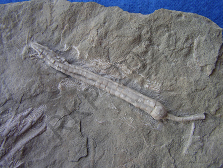 Crinoid