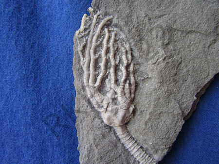 60Crinoid