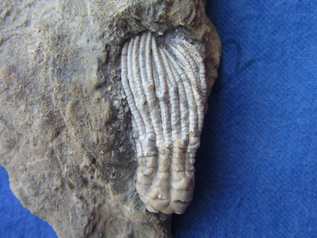 61Crinoid