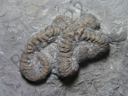 62Brittle Star