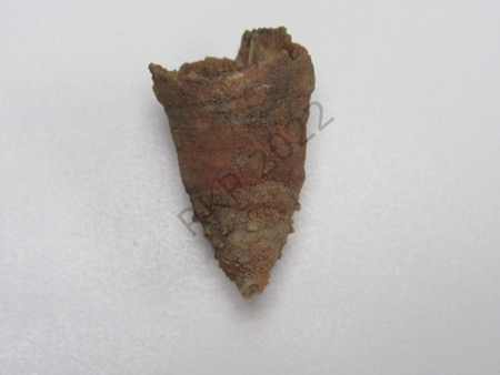 72Solitary Coral