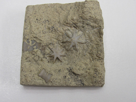 Bryozoan