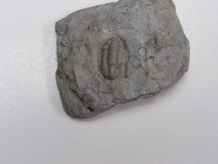 67Trilobite