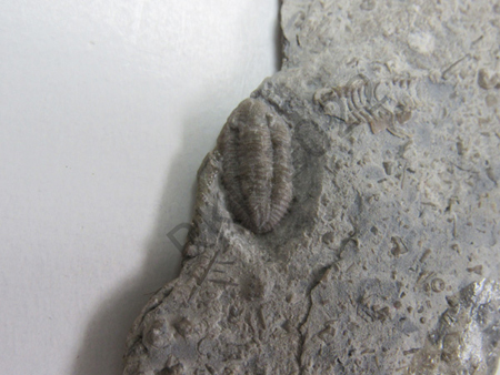 69Trilobite