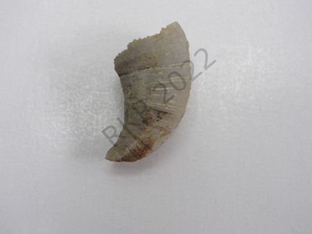 72Solitary Coral