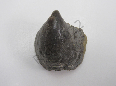 Gastropod