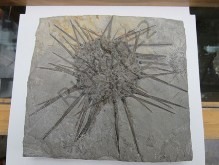 Echinoid