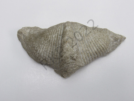 Brachiopod