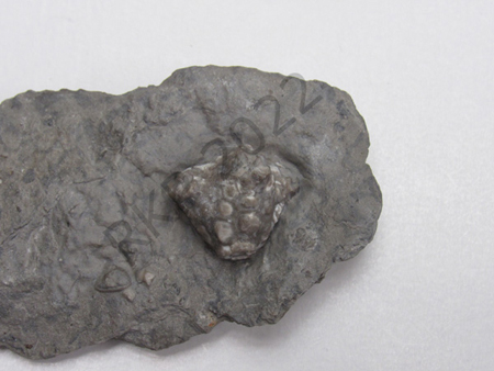 Crinoid