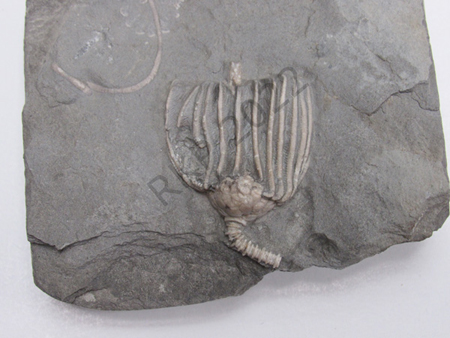 Crinoid