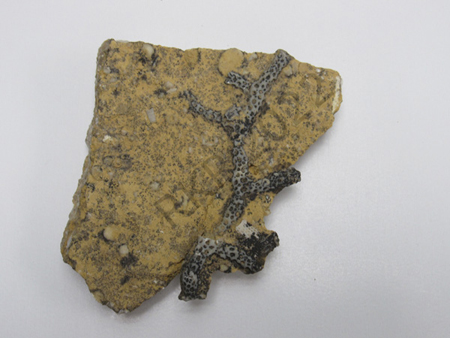 Coral
