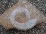 01Gastropod