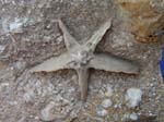 02Bryozoan