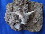 03Crinoid