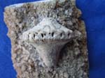 04Crinoid