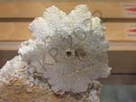 Crinoid