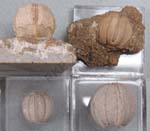 06Blastoid