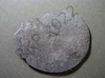 07Ammonite
