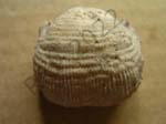 09Brachiopod