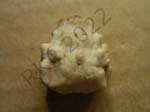 10Crinoid