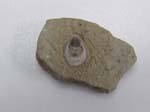 Brachiopod