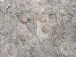 Blastoid