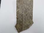 Bryozoan