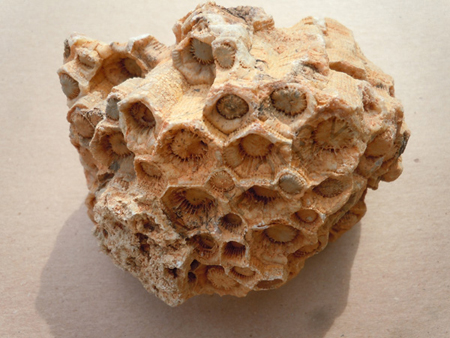 Colony Coral