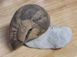 Gastropod