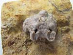 Crinoid