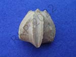 Blastoid