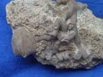Blastoid and Bryozoan
