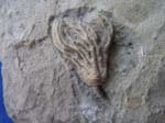 53Crinoid