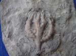 54Crinoid
