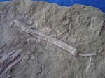 Crinoid