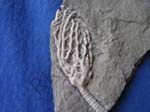 Crinoid